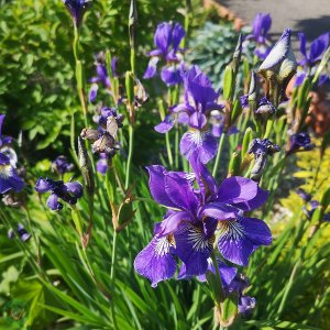 Kosatec (Iris) ´LITTLE SHADOW´, kont. 2L